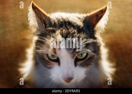 Primo piano di randagi Cat con retroilluminazione Foto Stock