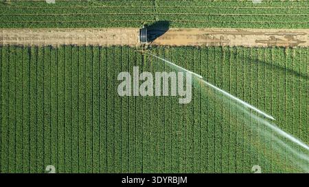 L'irrigatore irriga il campo di soia in estate Foto Stock