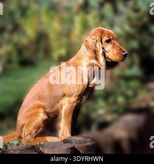 Cocker Spaniel,, Roter, Foto Stock