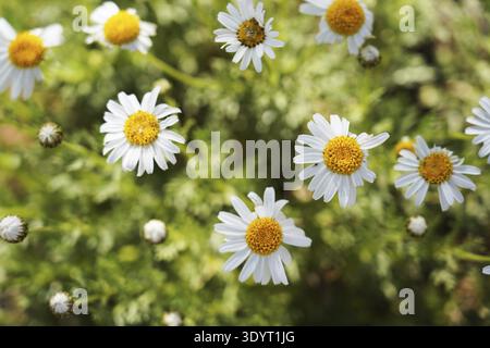Teide marguerite Tenerife Daisy (Argyranthemum teneriffae) fiori, endemico di Tenerife, parco nazionale del Teide, Tenerife, vista dall'alto delle margherite bianche Foto Stock