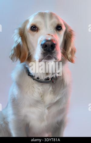 Ritratto di una femmina cane Golden Retriever illuminata normalmente con una vivace luce rossa e blu su sfondo rosa. Foto Stock