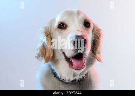 Ritratto di una femmina cane Golden Retriever illuminata normalmente con una vivace luce rossa e blu su sfondo rosa. Foto Stock
