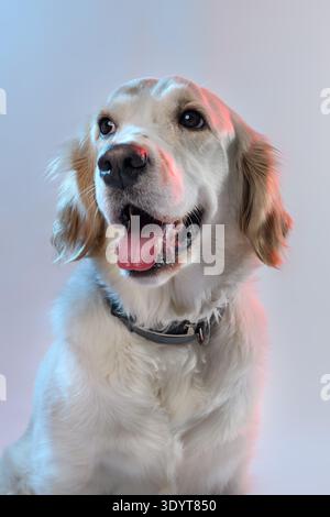 Ritratto di una femmina cane Golden Retriever illuminata normalmente con una vivace luce rossa e blu su sfondo rosa. Foto Stock