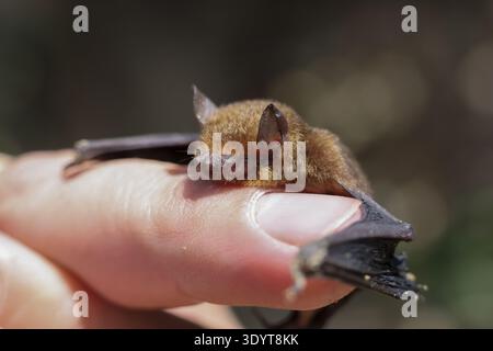 Un piccolo pipistrello bruno, un piccolo mammifero, che riposa tranquillamente sul dito umano. delicato e vulnerabile momento della fauna selvatica catturato da vicino nella natura, mostrando una conservazione Foto Stock