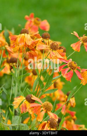 Helenium Waltraut, starnuti Waltraut, fiori a margherita color bronzo-arancio con occhi marroni Foto Stock