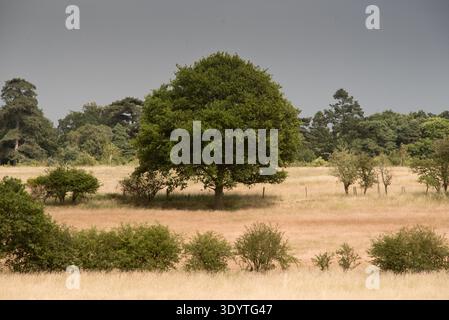 Lord Somerleyton, Hugh Crossley (cap) e Argus Hardy nella Somerleyton Estate, Suffolk. La tenuta ha impegnato 1.000 acri per un progetto pionieristico di riqualificazione, principalmente incentrato sulla riserva naturale del lago Fritton. Come fondatore del movimento WildEast, Lord Somerleyton sostiene di restituire il 20% della terra alla natura per combattere la perdita di biodiversità. Il progetto utilizza il "patrimonio naturale", tra cui il bestiame delle Highland, i pony Exmoor, i bufali d'acqua e i maiali neri liberi di muoversi, per agire come ingegneri dell'ecosistema naturale. Questi animali riproducono antichi schemi di pascolo per ripristinare un mosaico di brughiera, boschi, Foto Stock
