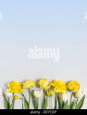 Fiore primaverile di tulipani e narcisi gialli bianchi su sfondo blu sfumato. Disposizione piatta, spazio di copia. Ciao primavera Foto Stock