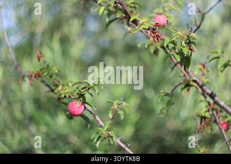 Frutti di bosco che crescono su un ramo in un ambiente naturale di campagna. Primo piano di bacche rosse mature su piante verdi in natura. Foto Stock