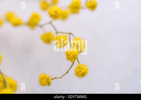 Primo piano di un mazzo di fiori di pompom mimosa su un morbido sfondo bianco Foto Stock