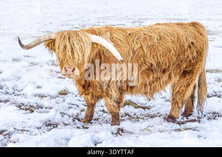 Majestic Highland Cow in Snowy Landscape, Ritratto bianco e nero Foto Stock
