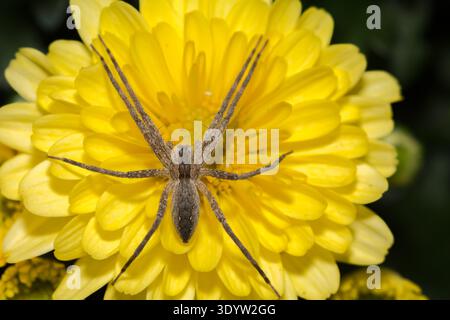 American Nursery Web Spider - Pisaurina mira Foto Stock