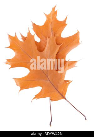 Foglia di quercia isolata su sfondo bianco. Foglie di quercia autunnale gialla. Tracciato di ritaglio. Vista dall'alto Foto Stock