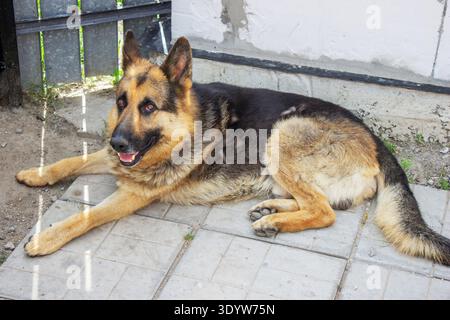Cane pastore tedesco steso sul marciapiede nel cortile, da vicino Foto Stock