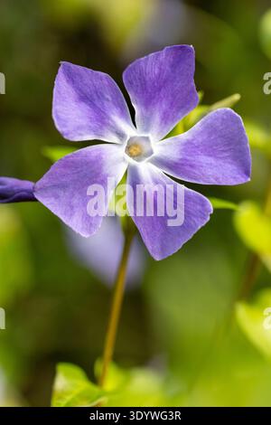 Vinca Major, Greater Periwinkle Foto Stock
