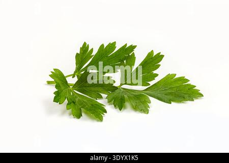 un pezzo di prezzemolo su sfondo bianco Foto Stock