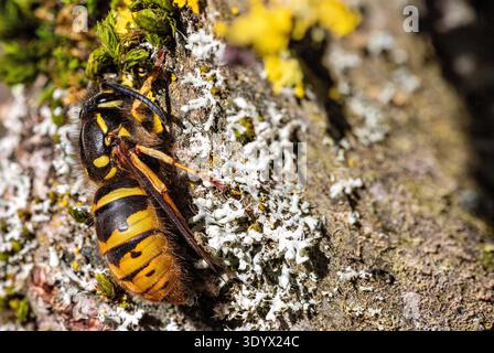 La vespa regina comune (Vespula vulgaris) si riscalda su un albero all'inizio di marzo Foto Stock