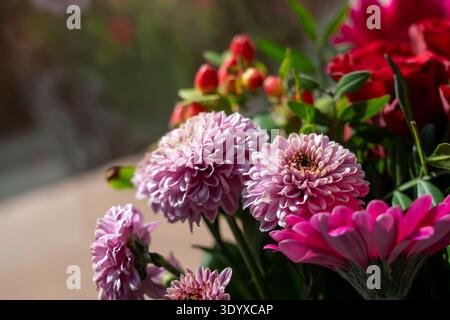 Un colorato primo piano di crisantemi rosa testurizzati di pompon e frutti di bosco rossi luminosi immersi nella luce naturale del sole. Foto Stock