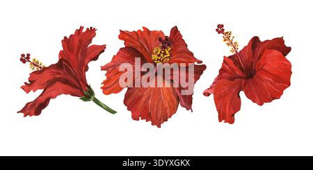 Illustrazione ad acquerello di una serie di fiori di ibisco rossi. Fiori tropicali per realizzare cartoline, inviti, disegni e imballaggi. Foto Stock