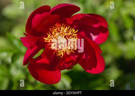 Fiore di peonia rossa con centro giallo in giardino Foto Stock