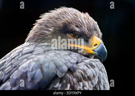 Vista laterale ravvicinata della testa di una Steppe Eagle con becco curvo su sfondo nero. Foto Stock