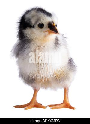 Pulcino di pollo nero, bianco e giallo Australorp che guarda qualcosa isolato su uno sfondo bianco. Foto Stock