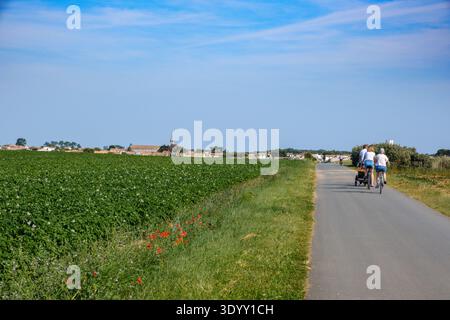Famiglia in bicicletta lungo una strada rurale pianeggiante attraverso terreni agricoli e fiori selvatici a Île de Ré, Charente-Maritime, Francia Foto Stock