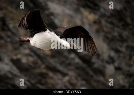 Un cormorano imperatore/cormorano antartico (Leucocarbo bransfieldensis) prende il volo dalla sua colonia riproduttiva, Paradise Bay, Penisola Antartica, Antartico Foto Stock