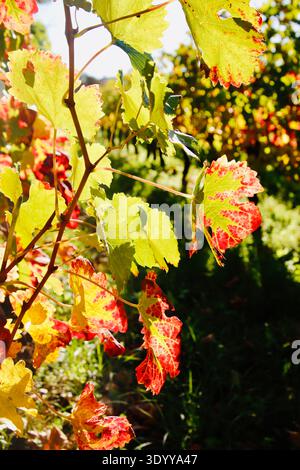 Primo piano di Grape Vine backlite al sole a St emilion; Francia Foto Stock