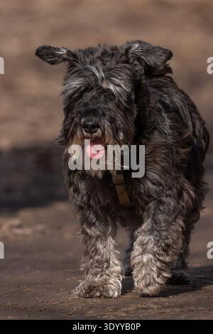 Cane Schnauzer nero e argento che cammina su una strada sterrata con il sole. Foto Stock