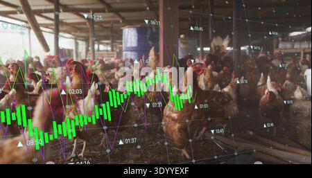 Le galline ovaiole marroni che raccolgono i rifiuti all'interno della stalla, mostrando barre verdi e tamburo blu Foto Stock