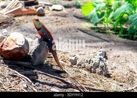 Oriental Garden Lizard Wild Maldives Island Foto Stock