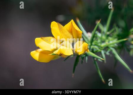 Ulex europaeus, Gorse comune Foto Stock