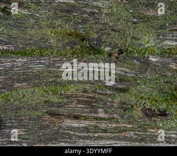 Tavole di legno rustiche che mostrano muschio e decomposizione naturale formando uno sfondo di legno organico. Foto Stock