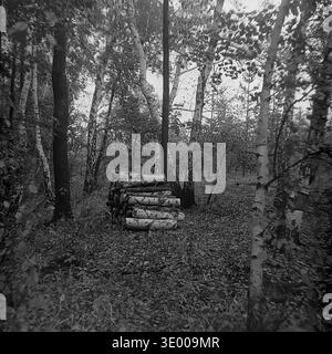 Fotografia vintage in bianco e nero degli anni '1970 che mostra un paesaggio autunnale in una fitta foresta mista della regione di Donetsk. Al centro della composizione, tra gli alberi si trova una pila ordinata di tronchi di betulla tritati, circondata da foglie secche cadute e basso sottobosco. I sottili tronchi di betulla incorniciano la legna da ardere, creando un ambiente boschivo armonioso. Questa foto d'archivio riflette la tradizionale preparazione del legno per la stagione invernale, mettendo in evidenza la vita quotidiana rurale e il tranquillo Donbass prima della guerra. Foto Stock