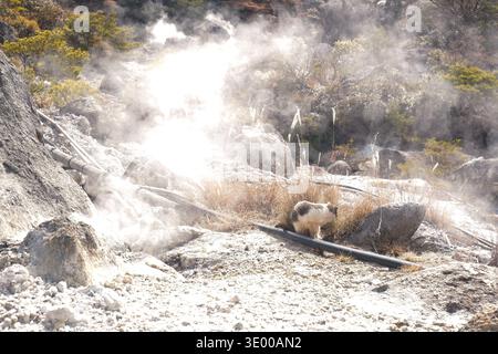 Fumo denso e fumo di zolfo che si alza dalla sorgente termale Unzen Jigoku a Nagasaki, Giappone Foto Stock