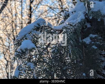 Ghiaccioli appesi ai rami verdi di thuja ricoperti di neve. Conifere congelate dopo pioggia congelata. Giardino d'inverno con ghiaccio e sempreverde Foto Stock