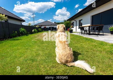 Cane Golden retriever seduto sull'erba verde nel giardino di una casa moderna in una giornata di sole Foto Stock