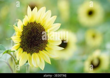Helianthus annuus Valentine, girasole Valentine, annuale con fiori singoli, giallo limone, centri marroni Foto Stock
