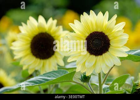 Helianthus annuus Valentine, girasole Valentine, annuale con fiori singoli, giallo limone, centri marroni Foto Stock