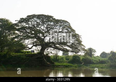 Grande albero tropicale con ampia tettoia che cresce accanto a un fiume nel bacino Mekong-Tonle SAP, Cambogia. Foto Stock
