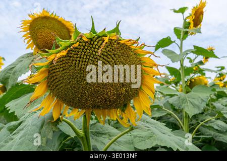 Testa di girasole in fiore su un campo organico di girasole da vicino. Foto Stock
