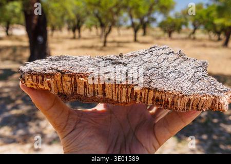 Un pezzo di corteccia di sughero con sughero sopra. Frutteto di quercia di sughero sullo sfondo. Foto Stock