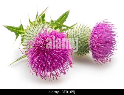Teste floreali di cardo lattiero isolate su sfondo bianco. Foto Stock