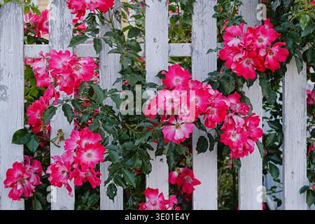 Rosa rosa che si arrampica in fiore su una recinzione di legno bianca in un giardino di cottage. Probabile rambler multiflora (rosa multiflora), dorso floreale estivo all'aperto Foto Stock