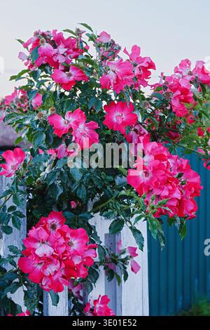 Rosa rosa arrampicata che fiorisce su una recinzione di legno bianca in un giardino. Probabile tipo di rosa (stile rosa multiflora), luce naturale, atmosfera romantica Foto Stock