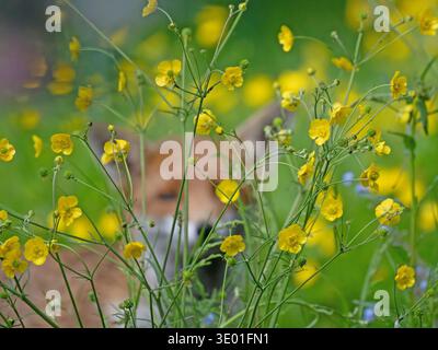 Fox che guarda attraverso le tazze nel giardino Knaphill Surrey Foto Stock