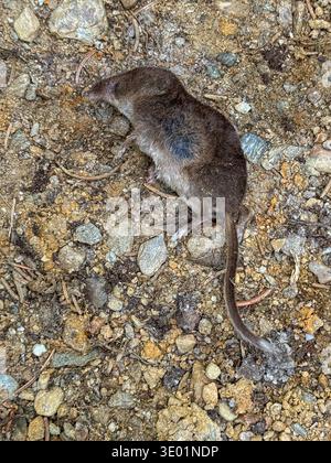 Un toporagno si trova su un terreno roccioso a Königsleiten Austria Tirolo durante l'estate. Questo scatto ravvicinato cattura il piccolo mammifero nel suo terreno naturale alto Foto Stock
