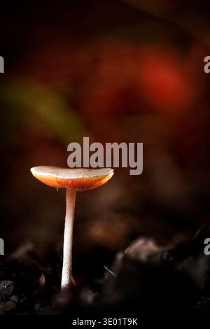 Un singolo fungo sottile che emerge dalle ombre, splendidamente illuminato dall'alto per enfatizzare la sua forma delicata in un ambiente boscoso. Foto Stock
