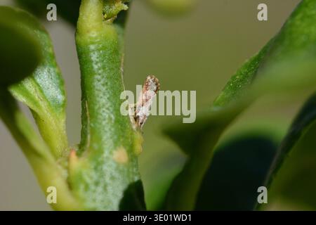 Asian Citrus Psyllid (Diaphorina citri) adulto con calce (Citrus aurantiifolia), Key largo, Florida. Vettore della malattia di inverdimento degli agrumi. Foto Stock