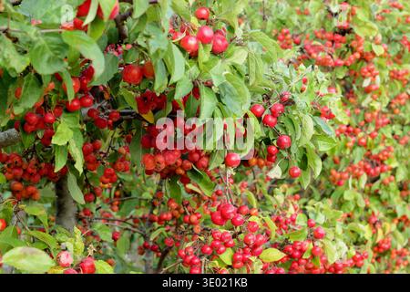 Mele di granchio. Frutti di melo di granchio Malus "Evereste" all'inizio dell'autunno.Regno Unito Foto Stock